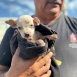 Crean alianzas de gobierno de Nuevo León y Adidas México rumbo a la Copa Mundial de Fútbol 2026